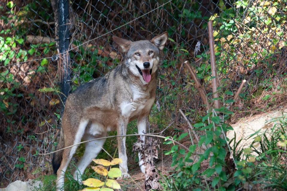 Only about 300 Red wolves remain in the world, with fewer than 20 in the wild. Since 1992, the Museum of Life and Science in Durham has housed 52 red wolves, with more than 25 pups born on the campus.