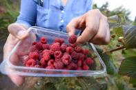 Raspberries are pictured as they are being harvested at a local farm near Chillan