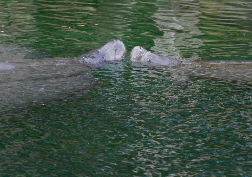 Manatees enjoy the 72-degree waters at Blue Spring State Park in Orange City on Monday, Nov. 27, 2023.