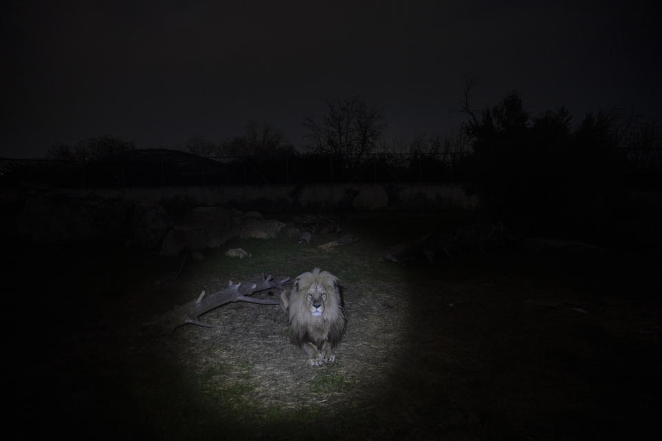 An Angolan lion looks on from it's enclosure in the Attica Zoological Park in Spata, near Athens, on Thursday, Jan. 21, 2021. After almost three months of closure due to COVID-19, Greece's only zoo could be approaching extinction: With no paying visitors or state aid big enough for its very particular needs, it still faces huge bills to keep 2,000 animals fed and healthy. (AP Photo/Petros Giannakouris)