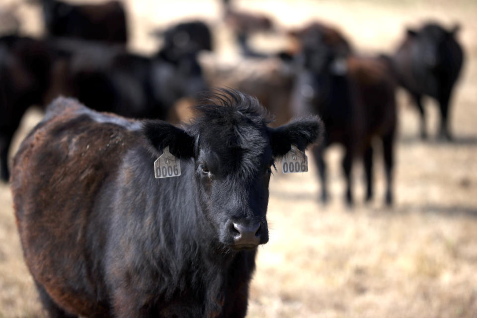 TOMALES, CALIFORNIA - JUNE 08: Cattle graze on dried grass at a ranch on June 08, 2021 in Tomales, California. As the drought emergency continues in California, Marin County ranchers and farmers are beginning to see their wells and ponds dry up and are having to make modifications to their existing water resources or have water trucked in for their livestock. (Photo by Justin Sullivan/Getty Images)