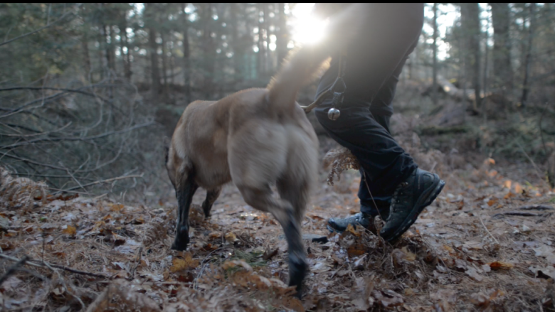 What the dog smelled: The science and mystery of cadaver dogs