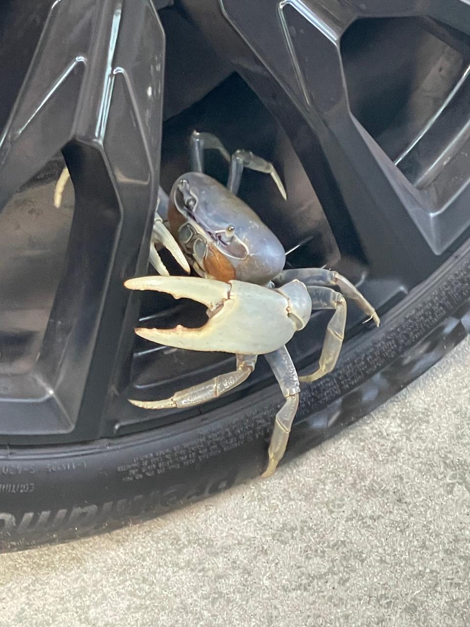 Blue land crabs have been sighted in Carteret County, and researchers want to know if more areas of the N.C. coast have been colonized by the non-native species.