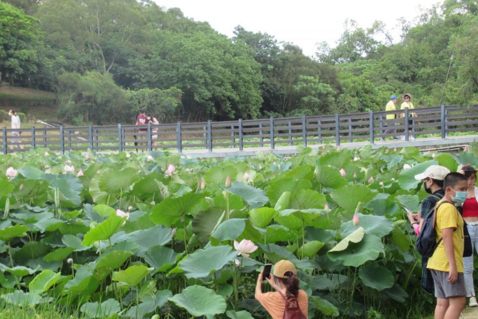 遊客前往白河蓮花公園等地取景拍照。 （記者陳佳伶攝）