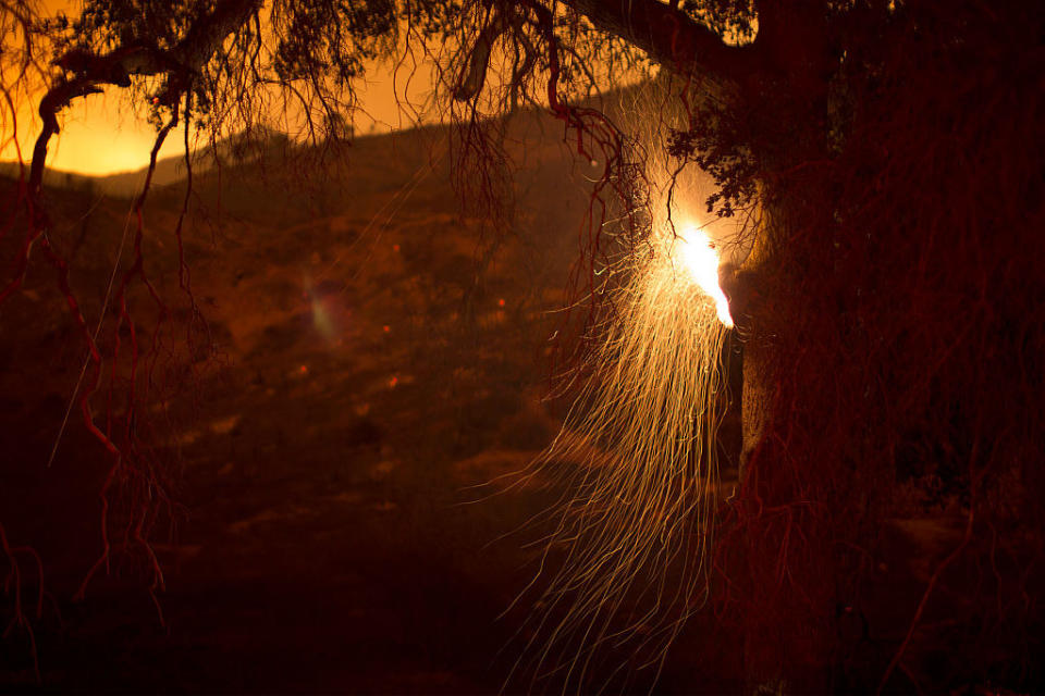 <p>Embers fall from a burning tree in Placerita Canyon at the Sand Fire.</p>