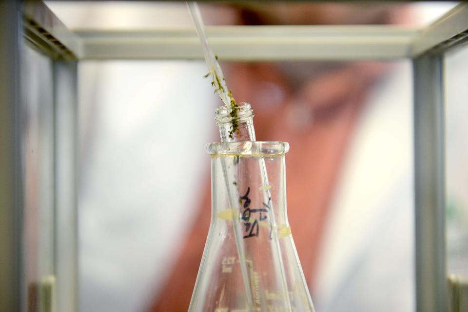 An employee demonstrates testing for the purity of marijuana card-carrying caregivers bring in to ACT Laboratories Inc. on Dec. 9, 2016 in Lansing.