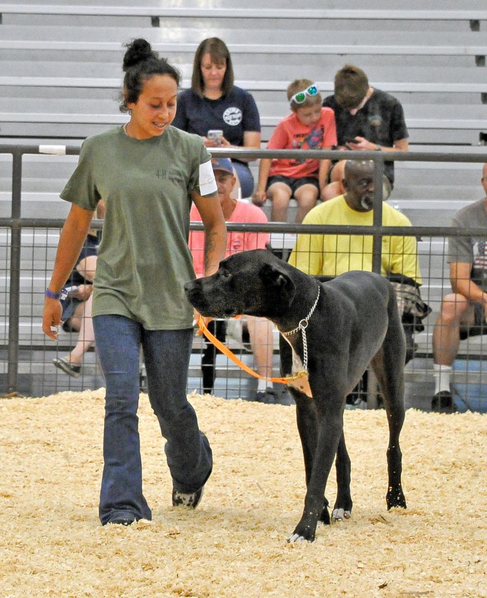 Cylie Couch and her dog, George, compete in the dog obedience class Monday at the Holmes County Fair.