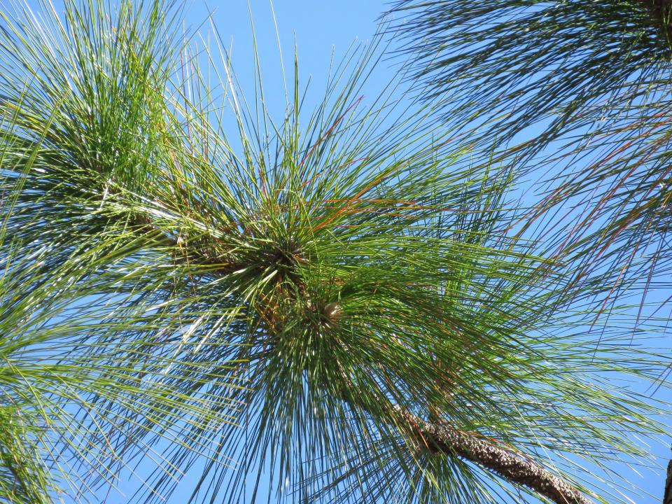 Footlong needles that give longleaf pine its name are seen in the DeSoto National Forest on Wednesday, Nov. 18, 2020. An intensive effort in nine coastal states is bringing back longleaf pines -- armor-plated trees that bear footlong needles and need regular fires to spark their seedlings’ growth and to support wildly diverse grasslands that include carnivorous plants and harbor burrowing tortoises. (AP Photo/Janet McConnaughey)