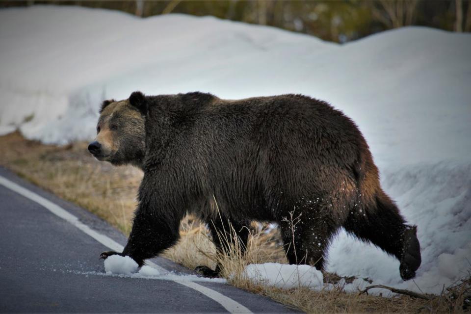 In this undated photo provided by the U.S. Fish and Wildlife Service is a grizzly bear just north of the National Elk Refuge in Grand Teton National Park, Wyo.