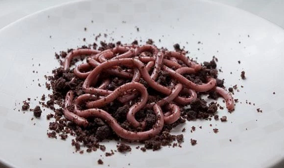 Bed of Worms