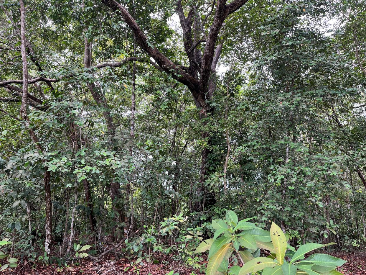 A view of trees in a forest