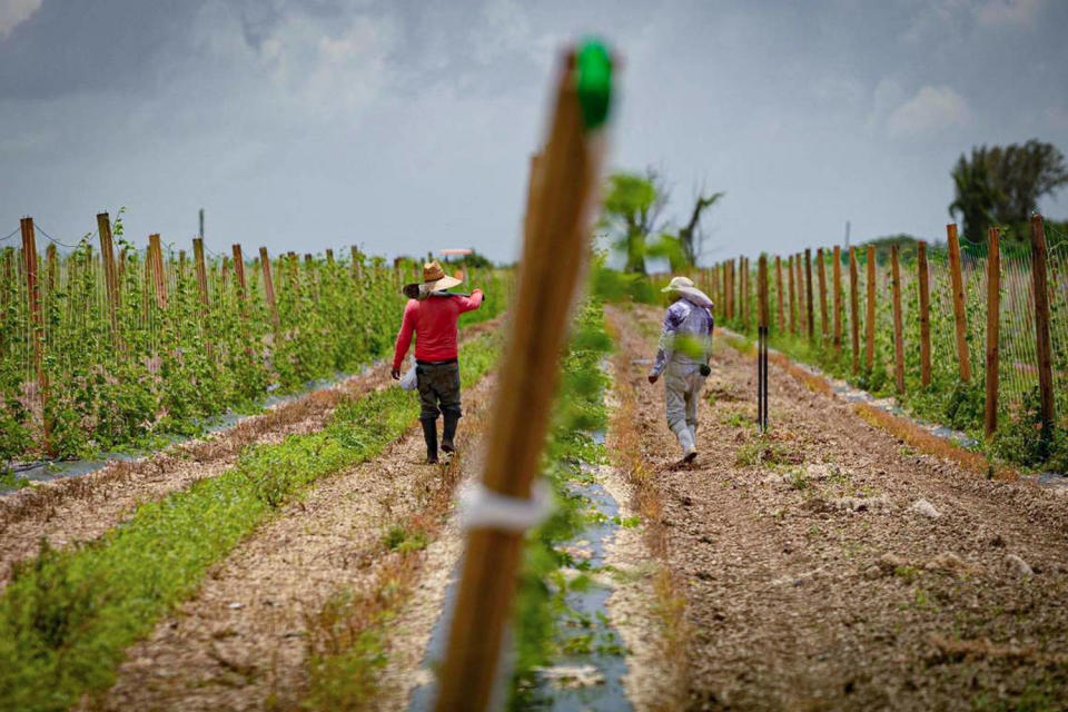 Two farm labor workers tend to crops  (Miami Herald / TNS)