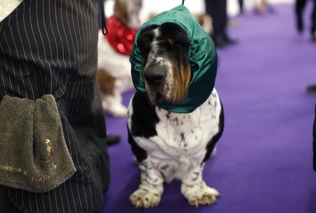 From poodles to deerhounds, dogs seek honors at Westminster Kennel Club show