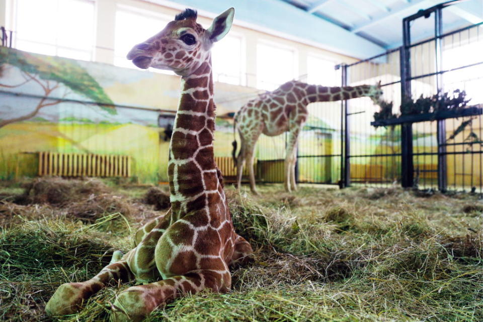 Giraffe calf born at Kaliningrad Zoo