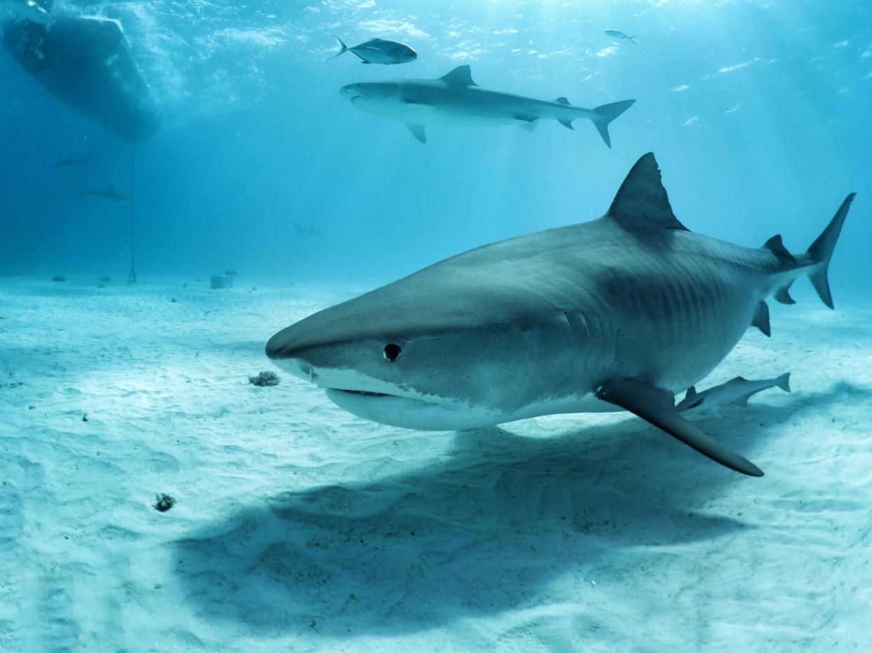 Tiger Sharks are among the species that call the waters around the Caribbean home: Austin Gallagher