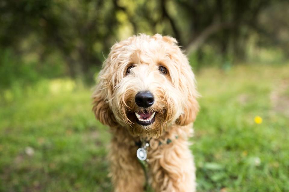 <p>Have you ever seen such a sweet face?! A cross between a Labrador Retriever and a Poodle, the Labradoodle was originally developed to be a hypoallergenic guide dog. It didn't take long for families to want to bring them into their homes, as they're praised for being smart, sociable, and "<a href="https://dogtime.com/dog-breeds/labradoodle#/slide/1" rel="nofollow noopener" target="_blank" data-ylk="slk:non- to average-shedders;elm:context_link;itc:0;sec:content-canvas" class="link ">non- to average-shedders</a>" depending on their hair coat type. Remember: It's important to spend a good chunk of quality time with a dog <em>before</em> taking him or her home to see how your allergies will react. </p>