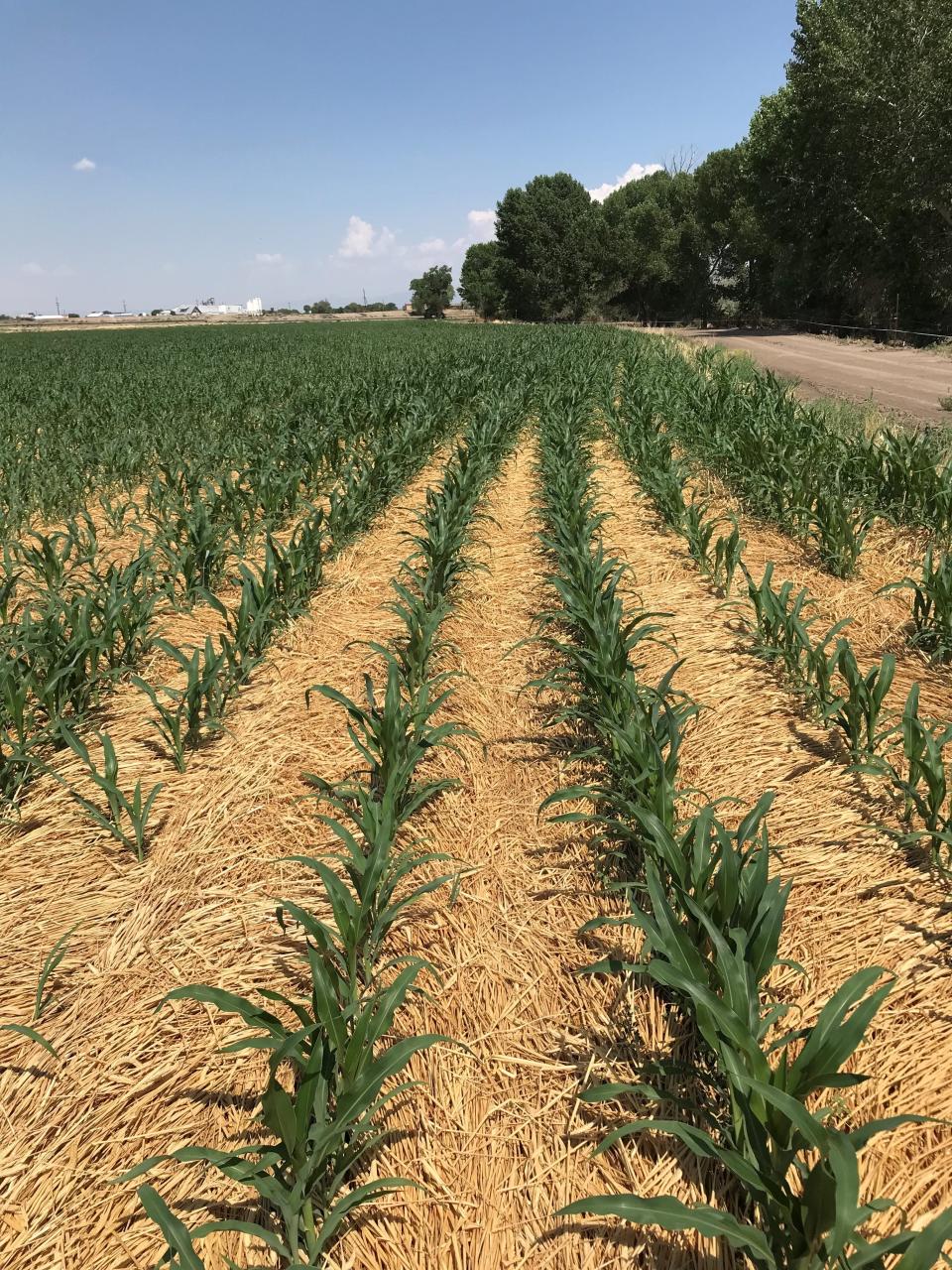 Corn grows in a no-till field alongside a cover crop in Fallon, Nevada — an example of regenerative agriculture.