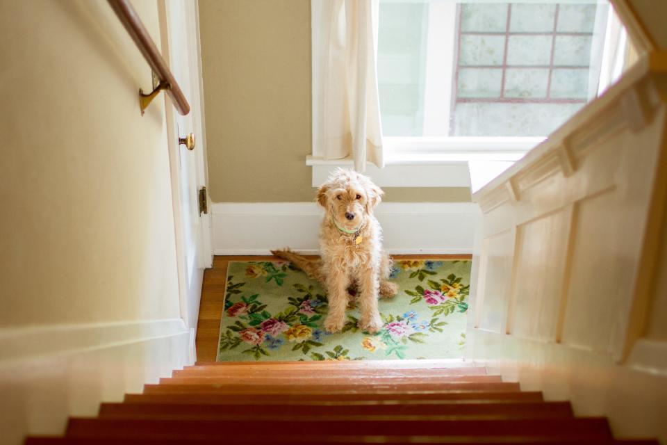 Dog sitting at the bottom of a staircase.