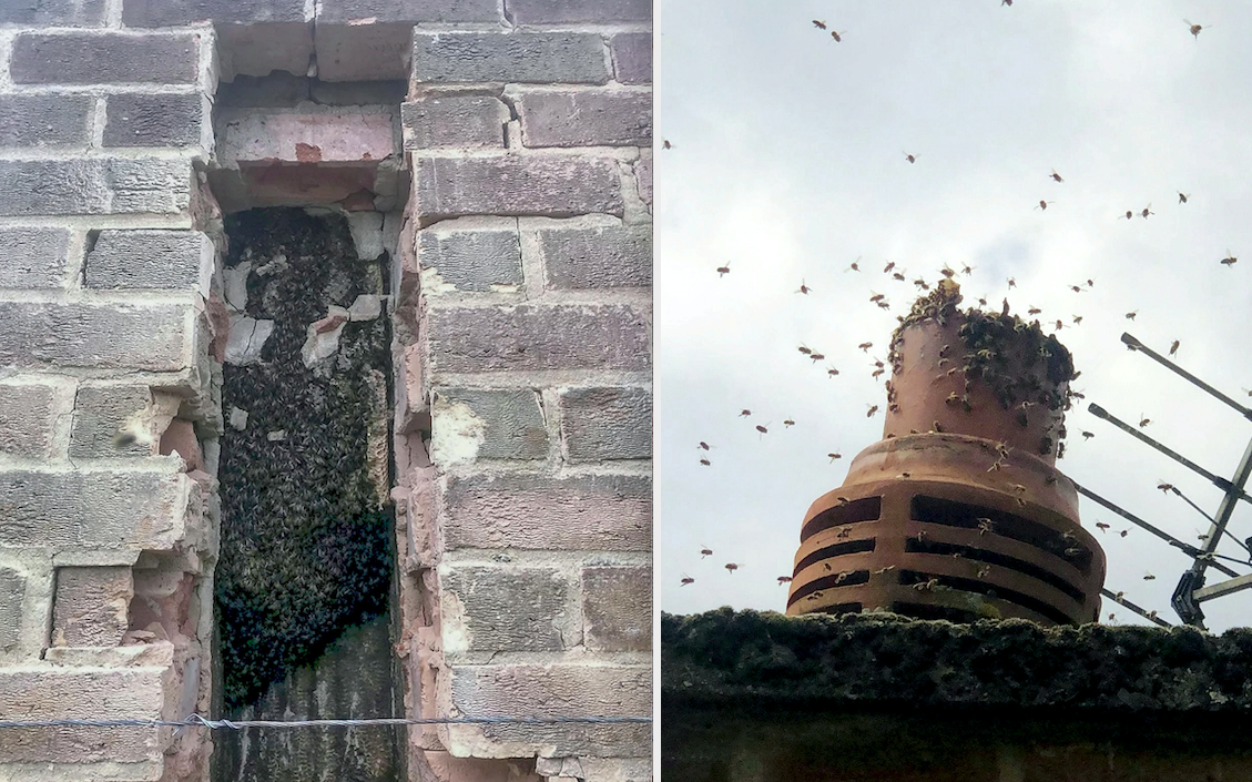 The bees were living in the chimney of a detached home in Groby. (SWNS)