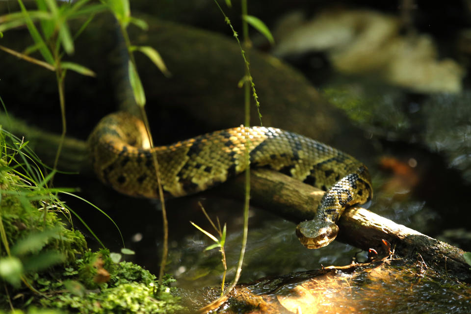 A venomous cottonmouth snake moves over a small stream in close proximity to biologists working to improve habitat for the rare St. Francis' satyr butterfly, at Fort Bragg in North Carolina on Tuesday, July 30, 2019. (AP Photo/Robert F. Bukaty)