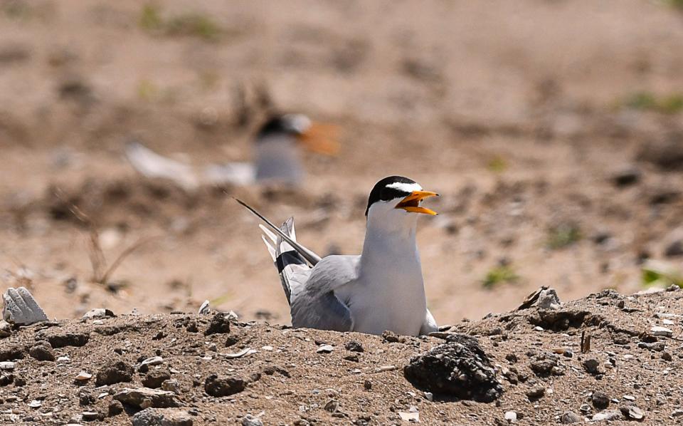 The construction area for The Vue in Satellite Beach has areas marked off for Do Not Enter and No Dogs. Numerous least tern birds are nesting on the site. 