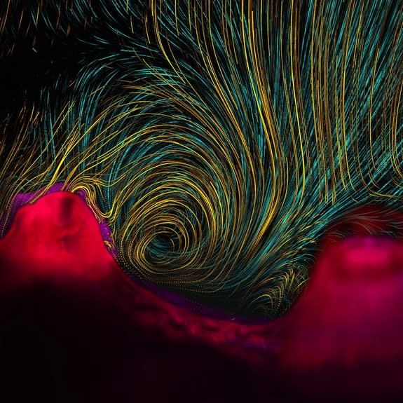 Water swirls in a tiny vortex created by coral polyps, which create miniscule currents by beating whip-like appendages called cilia. The resulting whirlpool helps coral draw in nutrients and push away waste. This image won first place in the ph