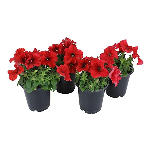 Petunia Red Flowers for Delivery Prime (4 PK), Fresh Flowers in Flower Pots for Outdoor Flowers, Petunia Plants Live Flowering Plants Live Houseplants or Outdoor Plants Real Flowers by Plants for Pets