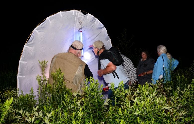 Looking for moths at the Athol Bird & Nature Club’s annual Moth Ball.