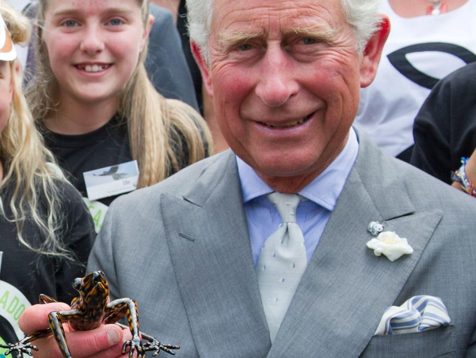 Wie man Charles eine Freude machen kann? Indem man eine Froschart nach ihm benennt. Um Charles' Einsatz für den Erhalt der Regenwälder zu würdigen, taufte man eine in Ecuador heimische Amphibie Hyloscirtus princecharlesi. O-Ton des Geehrten: "Ich bin sehr gerührt. Ich habe einen Kloß im Hals, es muss ein Frosch sein." (Bild: Arthur Edwards - WPA Pool/Getty Images)