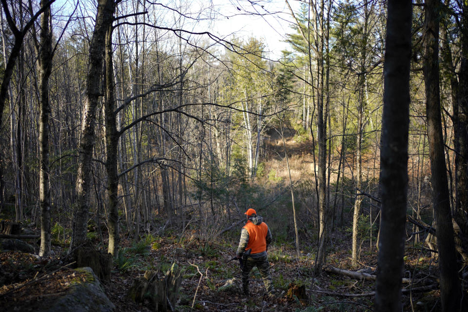 Jared Bornstein walks through the woods while deer hunting Saturday, Nov. 11, 2023, in Turner, Maine. There remains a full ban on big game hunting in Maine and Massachusetts. (AP Photo/Robert F. Bukaty)