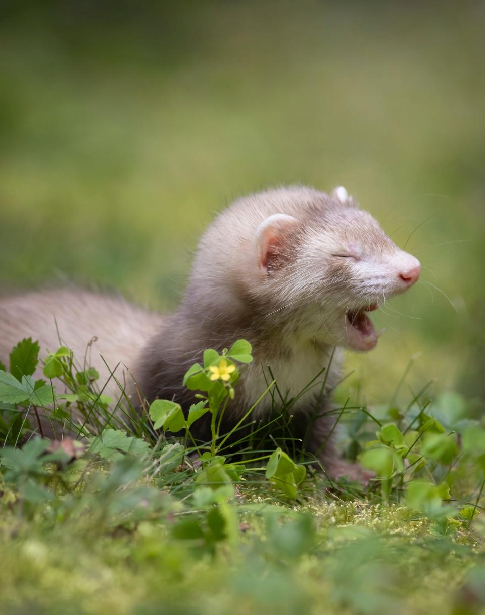 A ferret walks outside.