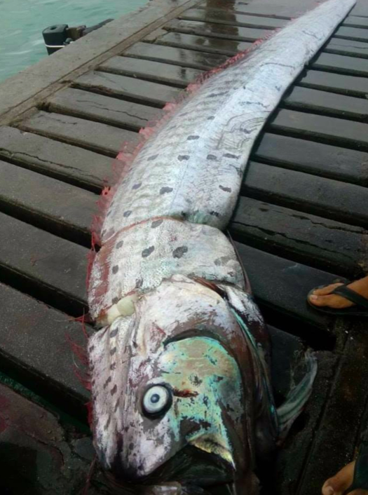 <em>The weird fish was caught off the town on Mancora, a popular hang out for surfers, in northern Peru (CEN)</em>