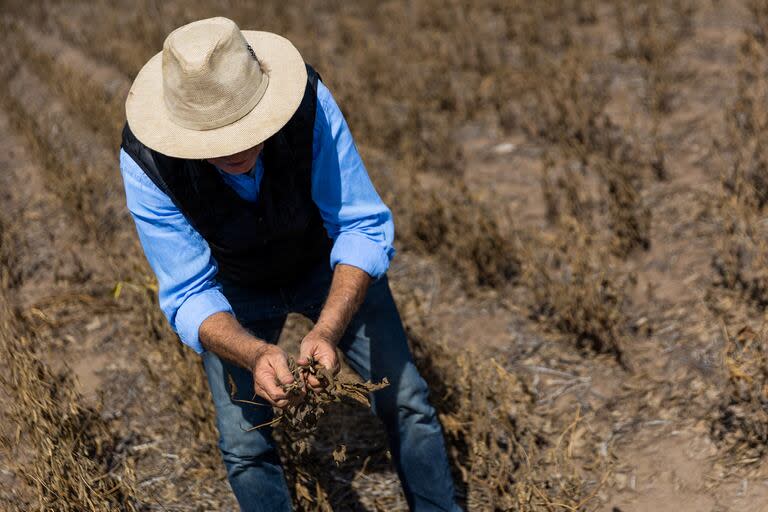 La sequía histórica afecta la producción agrícola de soja en Pergamino, Provincia de Buenos Aires