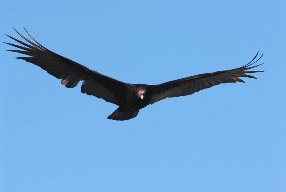 The turkey vulture’s white beak and red head are highly visible.