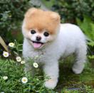 <p>Boo the Pomeranian has died ‘of a broken heart’. Photo: Facebook/Boo </p>