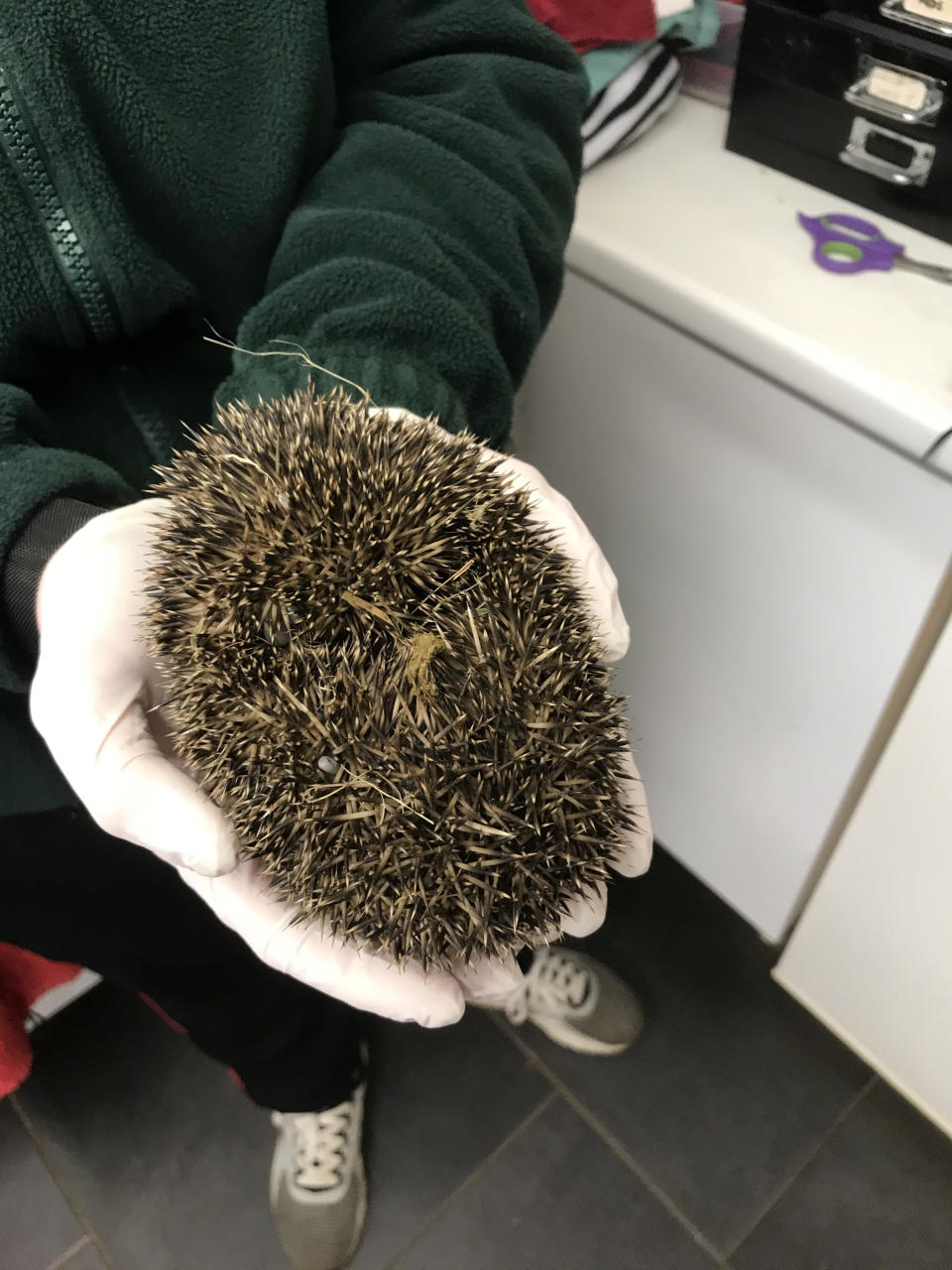 The hedgehog was rescued by a passerby and later taken to the Leicestershire Wildlife Hospital . (SWNS)