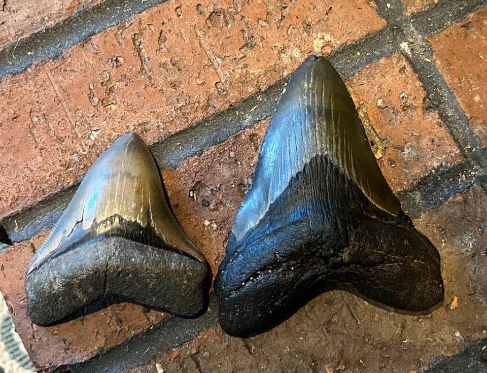 Molly Sampson, 9, was on a Christmas Day visit to Calvert Beach in Maryland, when she found a 5-inch tooth belonging to the now-extinct Otodus megalodon shark species. The tooth on the left was found by her father Bruce Sampson several years back.