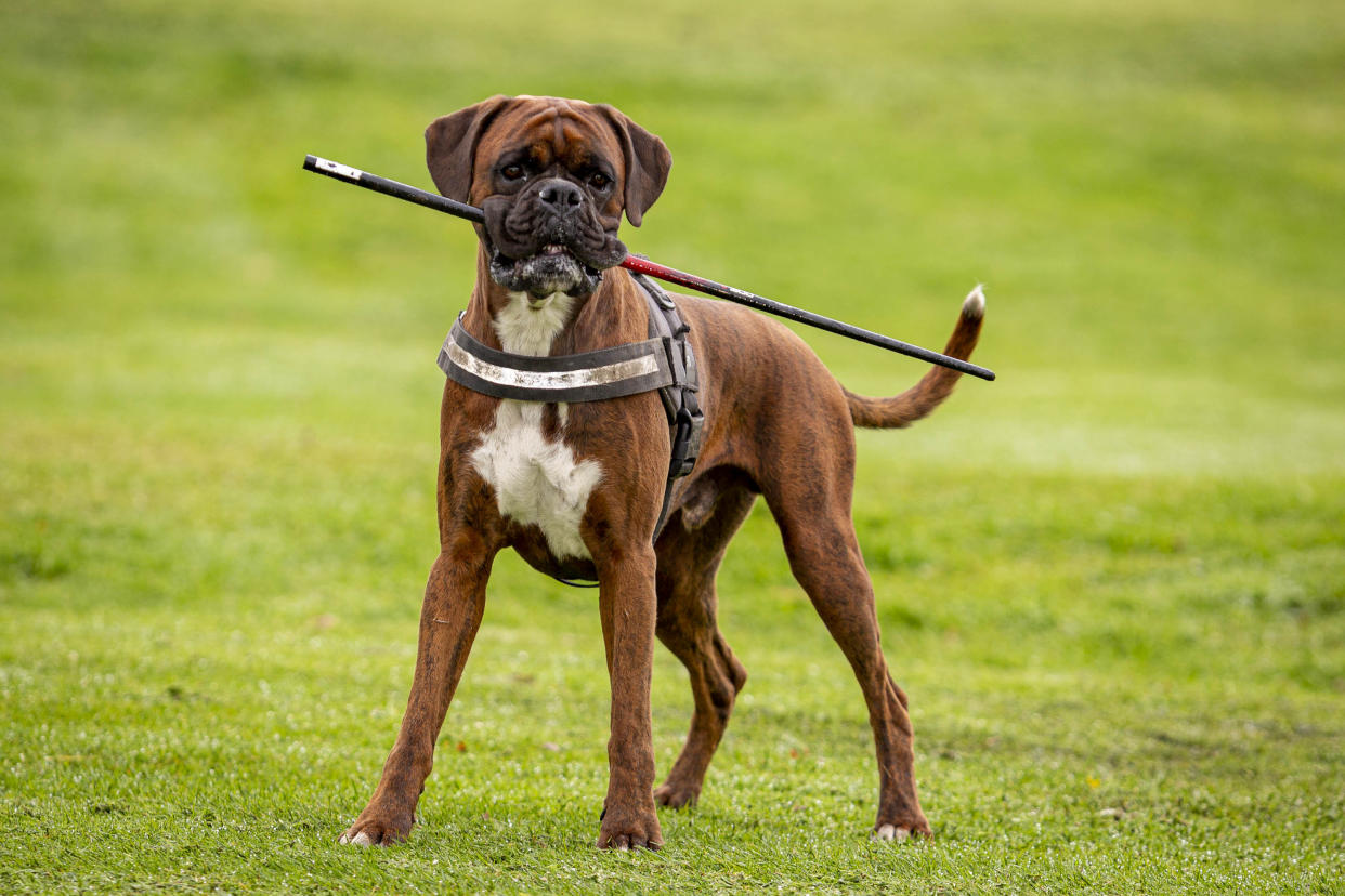 Ben the boxer dog swallowed 16 golf balls. (SWNS)