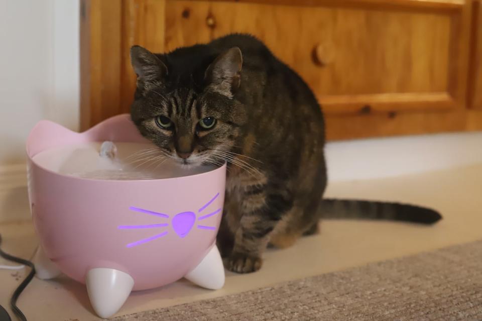 Lily has been diagnosed with kidney problems, which means she drinks a lot of water from her fountain each day.