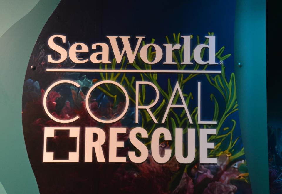 The  SeaWorld Coral Rescue Center officially opened to the public Friay June 9th. The state-of-the-art rescue center houses 350 coral colonies and 18 species of at-risk coral.