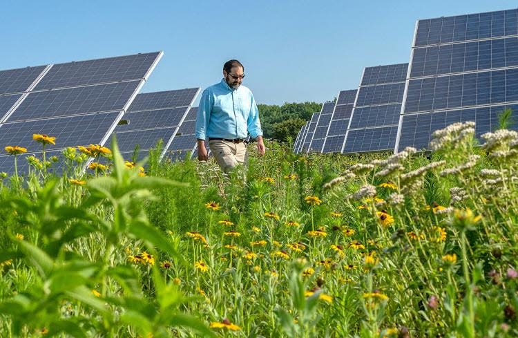 Steve Levitsky, Perdue Farms Inc.’s vice president for sustainability, walks through the pollinator garden that surrounds the company’s solar array at its Salisbury headquarters. Some solar developers are planting these habitats with projects to address complaints about farmland being lost.