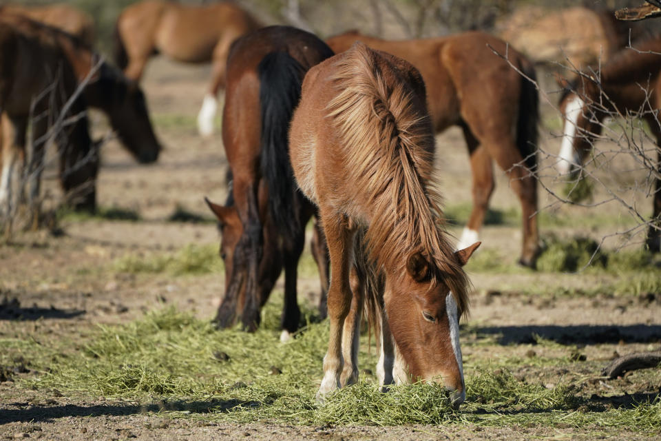 FILE - In this March 10, 2021, file photo, Salt River wild horses eat hay at a site for emergency feeding run by the Salt River Wild Horse Management Group near Coon Bluff in the Tonto National Forest near Mesa, Ariz. Federal land managers say they're stepping up protections to guard against the illegal resale of wild horses and burros adopted from the government for slaughter after they've been captured on U.S. lands, but mustang protection advocates say the Bureau of Land Management needs to do more. (AP Photo/Sue Ogrocki, File)