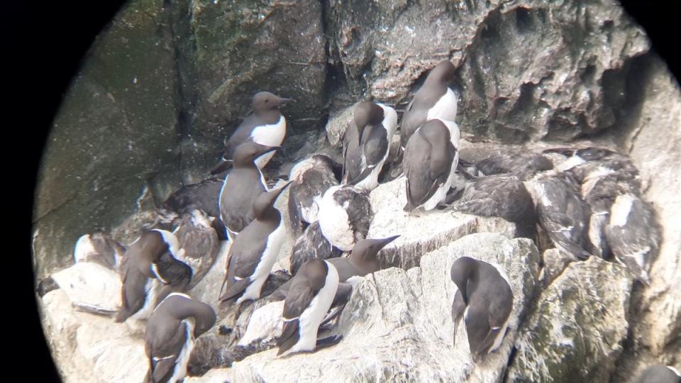 Heartbreaking photo of live and dead guillemots on a cliff on the Mull of Galloway, Scotland’s most southerly point (RSPB Scotland)