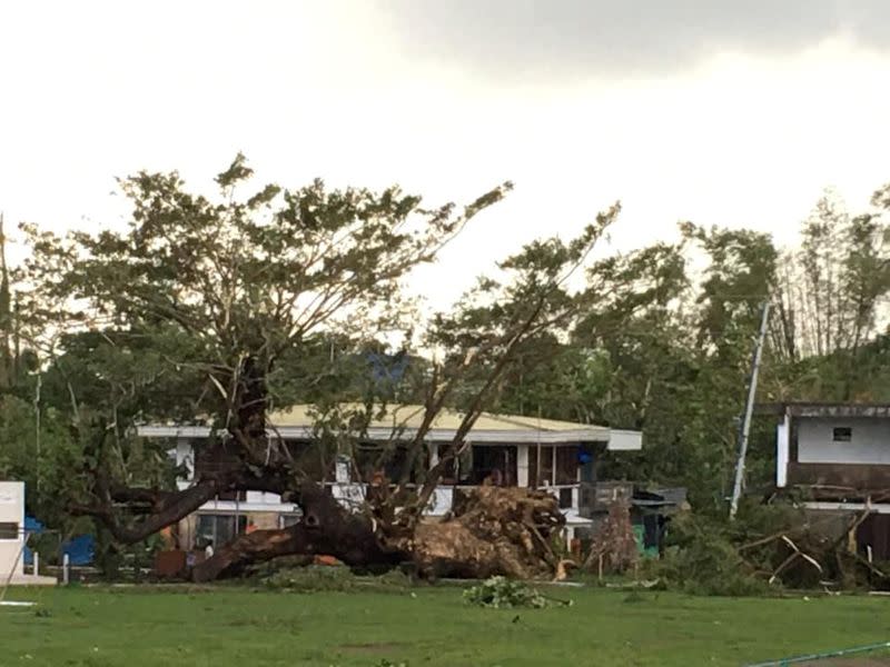 Fallen trees are seen after Typhoon Phanfone swept through Tanauan, Leyte, in the Philippines