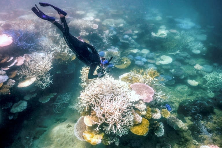 Inspection de coraux décolorés et morts autour de l'île Lizard, sur la Grande Barrière de Corail, située à 270 kilomètres au nord de la ville de Cairns, en Australie, le 5 avril 2024 (DAVID GRAY)