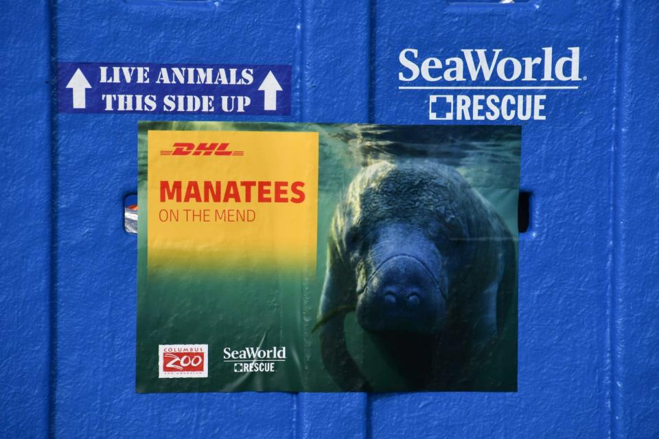 Four manatees: Lizzo, Cardi-Tee, MaryKate and Ashley, were transported from Orlando to Columbus, making a pit stop at the Cincinnati/Northern Kentucky International Airport to move to their next phase of rehabilitation.