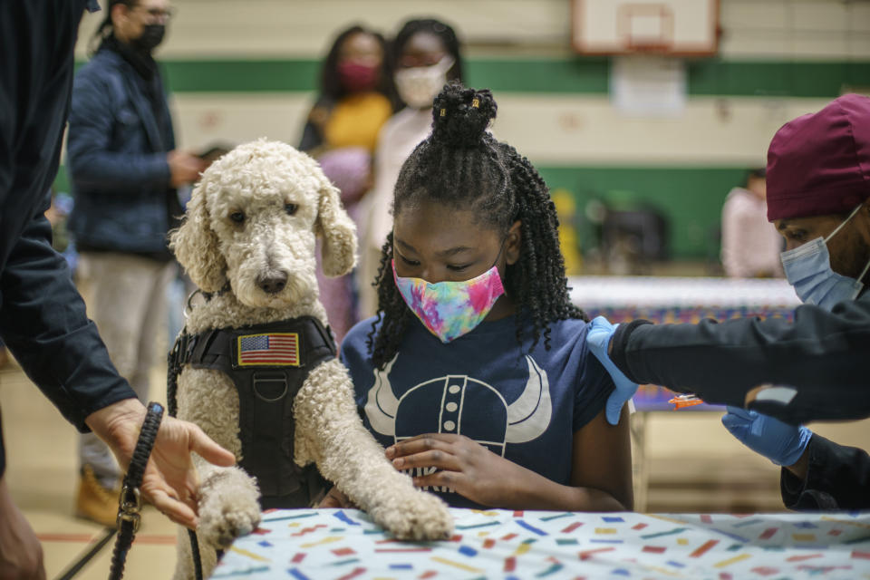 Watson, a therapy dog with the Pawtucket police department, keeps a child company as she receives her COVID-19 vaccination from Dr. Eugenio Fernandez at Nathanael Greene Elementary School in Pawtucket, R.I., Tuesday, Dec. 7, 2021. Even as the U.S. reaches a COVID-19 milestone of roughly 200 million fully-vaccinated people, infections and hospitalizations are spiking, including in highly-vaccinated pockets of the country like New England. (AP Photo/David Goldman)