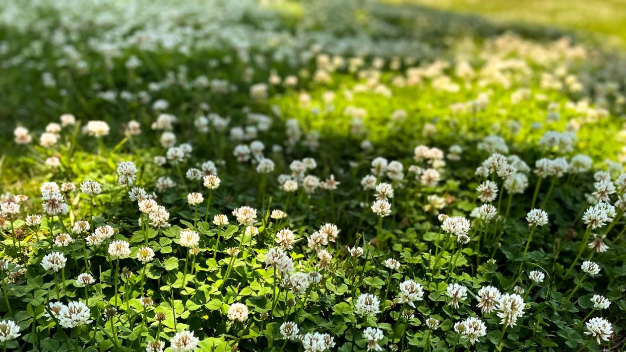 clover lawn