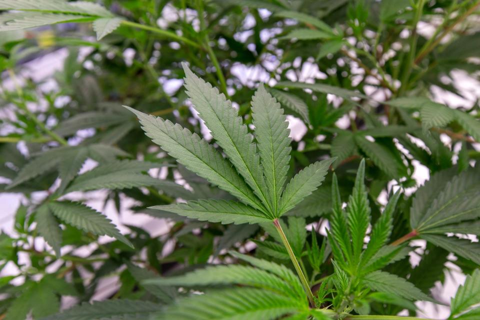 Detail of a "mother" cannabis plant at the cannabis cultivation center in Readington operated by Verano Holdings, which owns the Zen Leaf dispensaries in Elizabeth, Lawrence and Neptune.