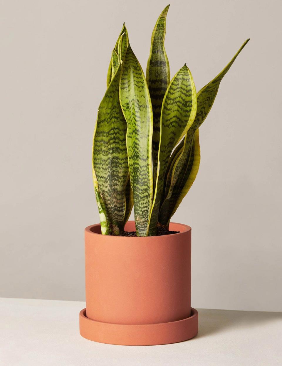 2) Snake Plant Laurentii